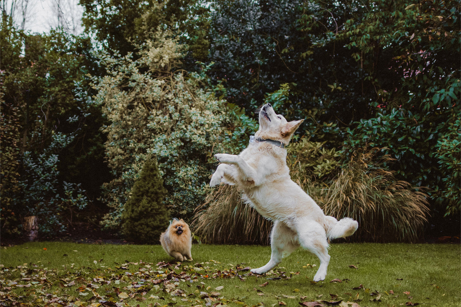 Pettino header voor al uw hond- en kat producten