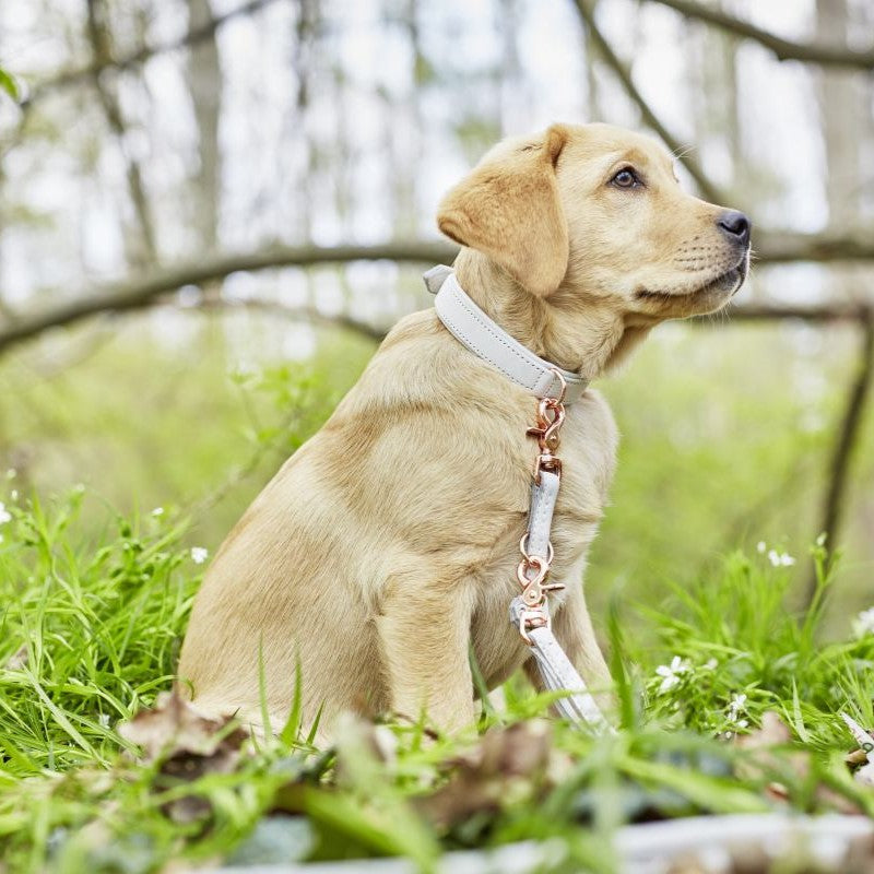 AMICI Honden Halsband-en Riem Set