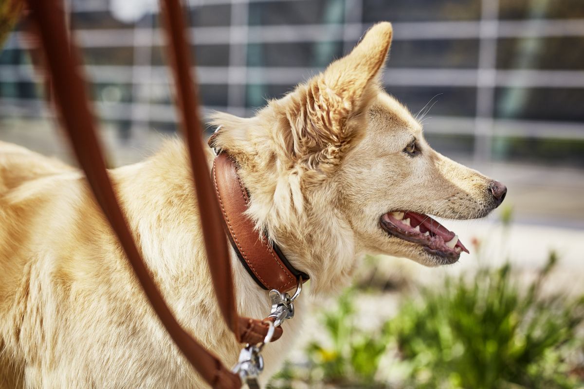 AMICI Stijvolle Set Halsband + Riem Cognac