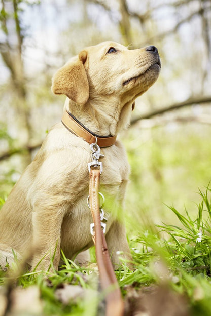 AMICI Stijvolle Set Halsband + Riem Cognac