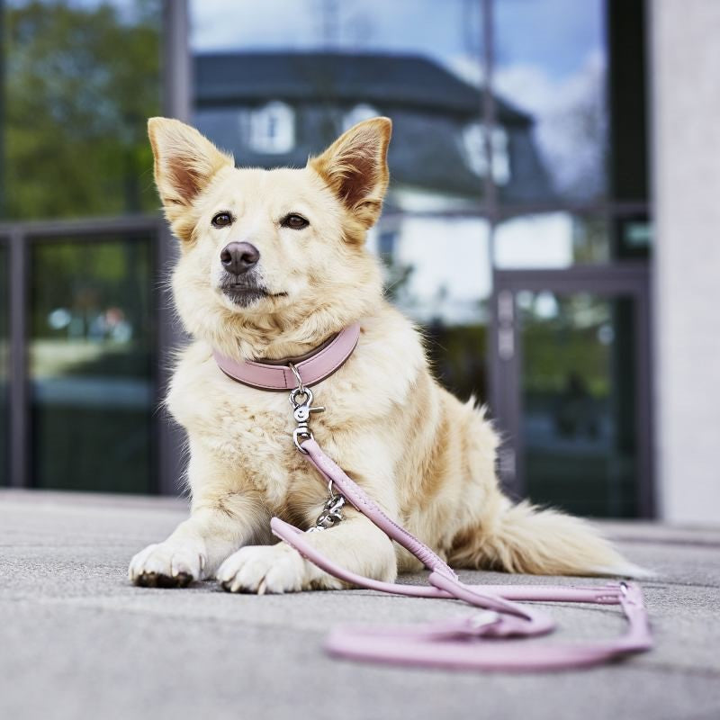 AMICI Honden Halsband en Riem Set Roze