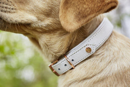 AMICI Stijvolle Set Halsband + Riem Lichtgrijs