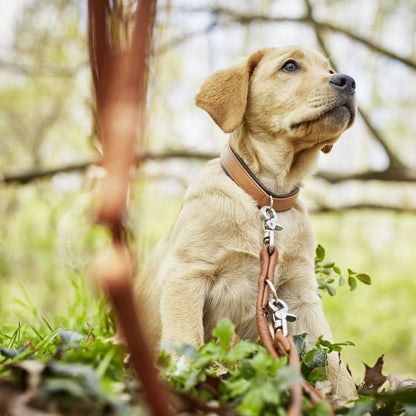 AMICI Stijvolle Set Halsband + Riem Cognac