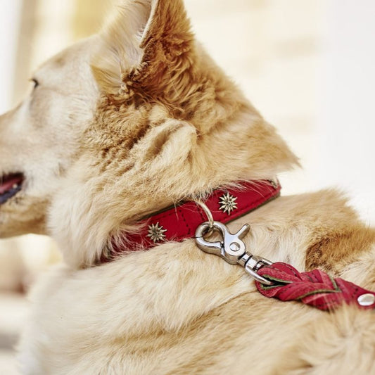 EDELWEISS Honden Halsband -en Riem Set