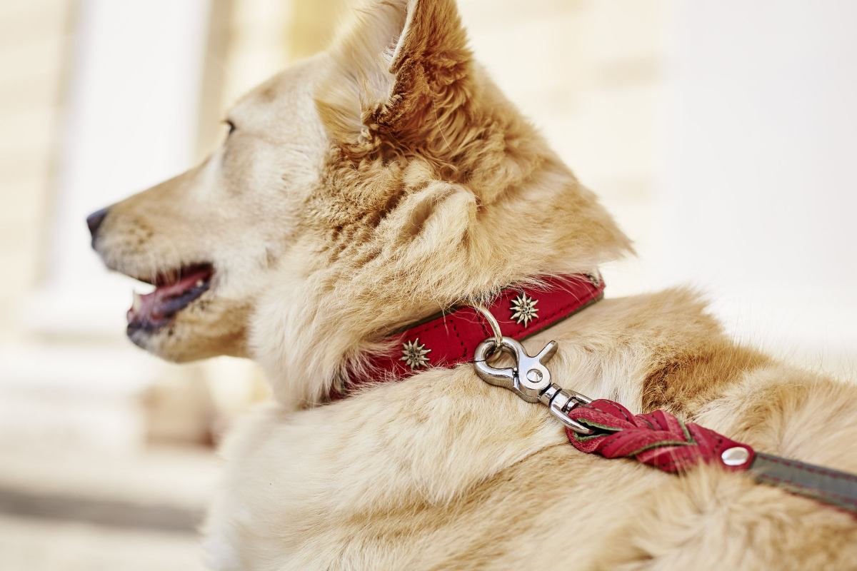 EDELWEISS Honden Halsband -en Riem Set