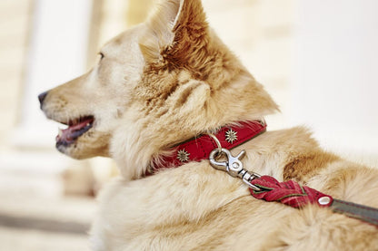 EDELWEISS Honden Halsband -en Riem Set