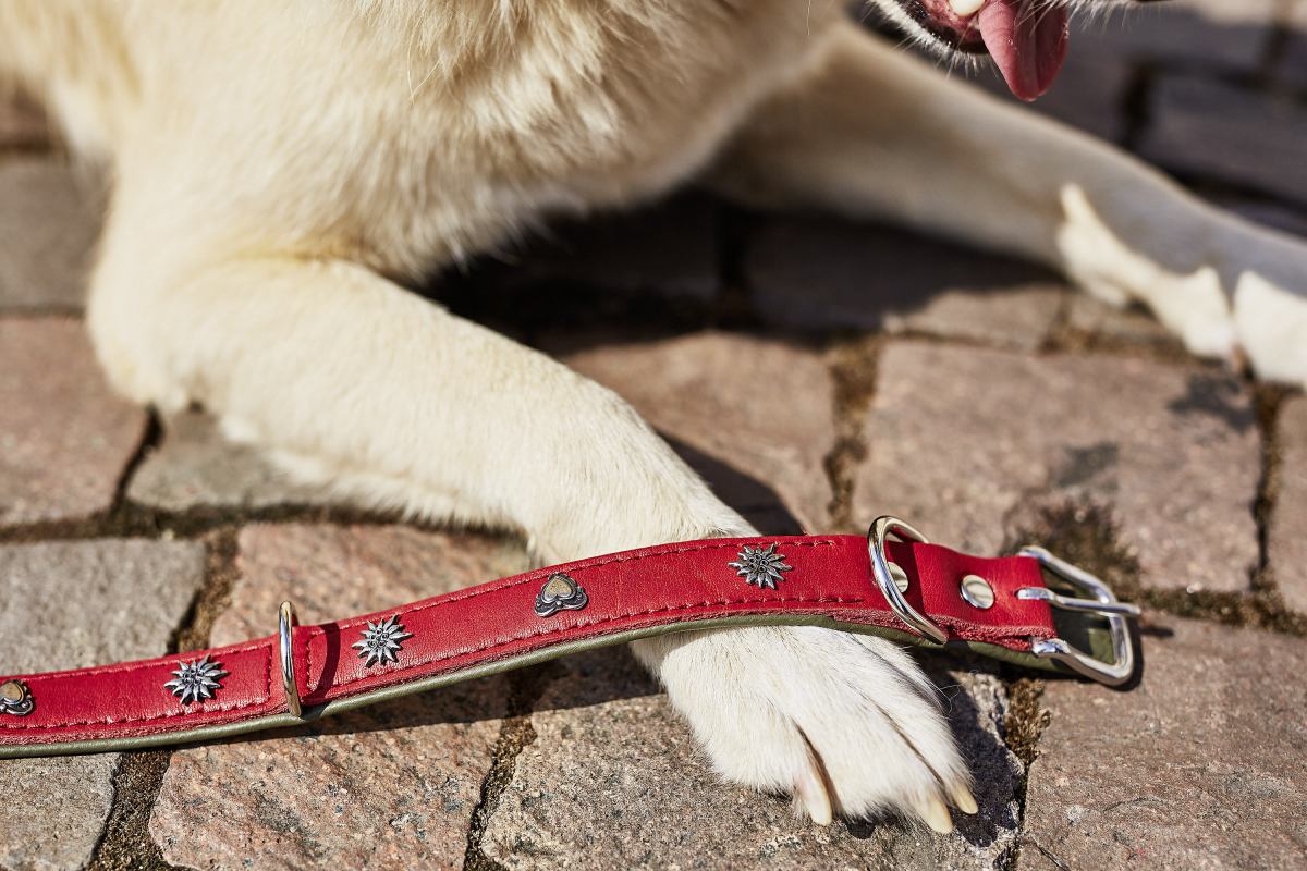 EDELWEISS Honden Halsband -en Riem Set