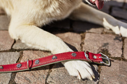 EDELWEISS Honden Halsband -en Riem Set