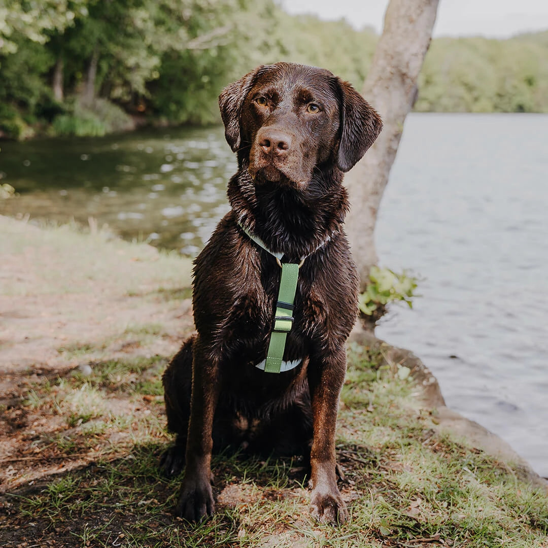 Outdoor FLEX Hondenharnas Grijs/Groen