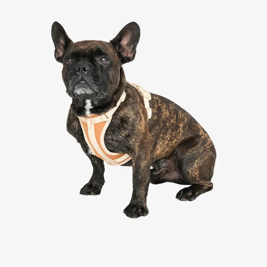 Rex Harnas & Riem Set Bruin