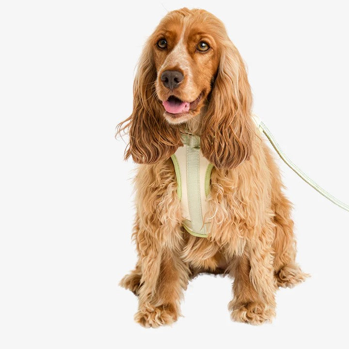 Rex Harnas & Riem Set Vanilla