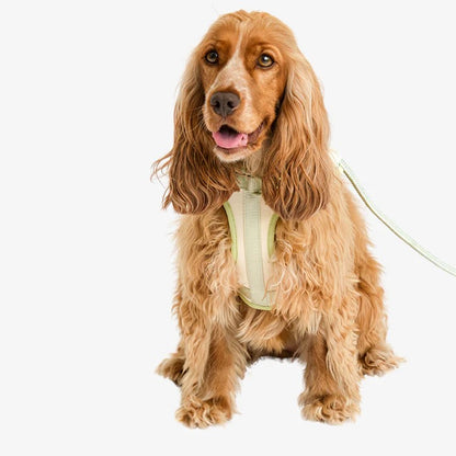 Rex Harnas & Riem Set Vanilla