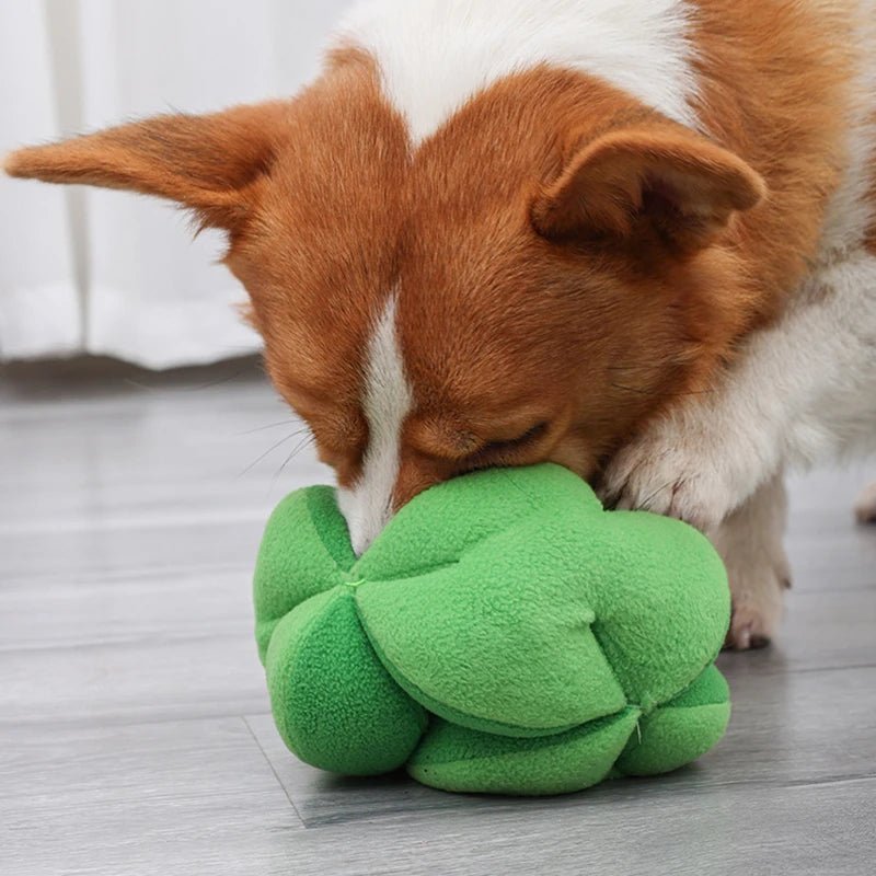 Interactief Snuffelspel Broccoli Hond