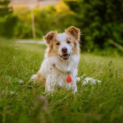 Teken- en Vlooienbestrijder Hanger Kat en Hond
