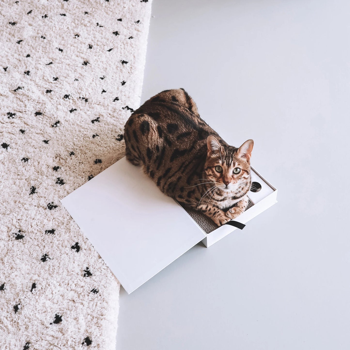 Katten Krab Doos in Koffietafelboek